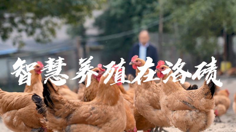 合成生物学细胞工厂与传统发酵：革新与传承的碰撞